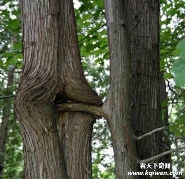 是我们想的太龌龊还是大自然太神奇